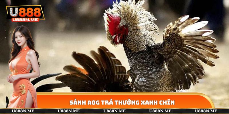 Sảnh AOG trả thưởng xanh chín